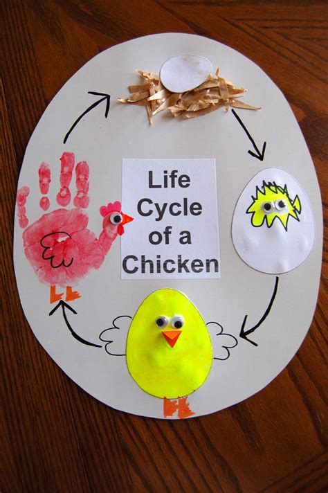 Life Cycle of a Chicken ~ She's Crafty