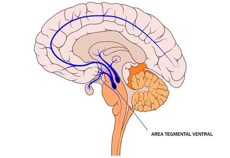 El área tegmental ventral, anatomía y función | Área tegmental ventral ...