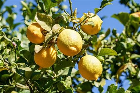 The ultimate plant care guide for the Citrus limon (Lemon Tree)