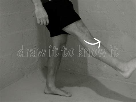 Gross Anatomy Glossary: Knee extension | ditki medical & biological ...