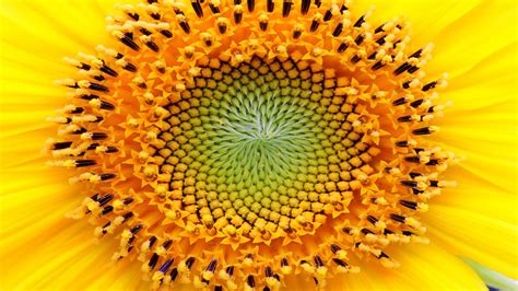 Sacred Geometry Flower | Best Flower Site