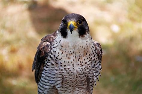 23 Birds of Prey in Connecticut (With Pictures) - Wildlife Informer