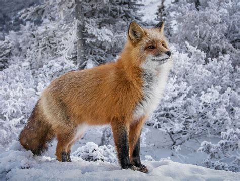 Look at These Wonderfully Cute Snowy Foxes!