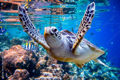 Sea turtle swims under water on the background of coral reefs Stock Photo | Adobe Stock