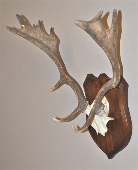 Antiques Atlas - Mounted Deer Antlers - P2979