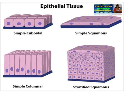 SONU ACADEMY: ANIMAL TISSUES- EPITHELIAL TISSUE-TEXT