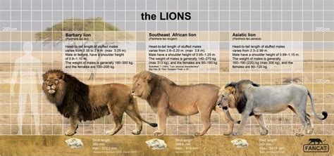 Barbary Lion Vs African Lion Size