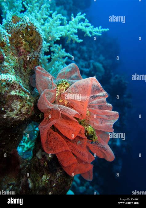 eggs of the spanish dancer Stock Photo - Alamy