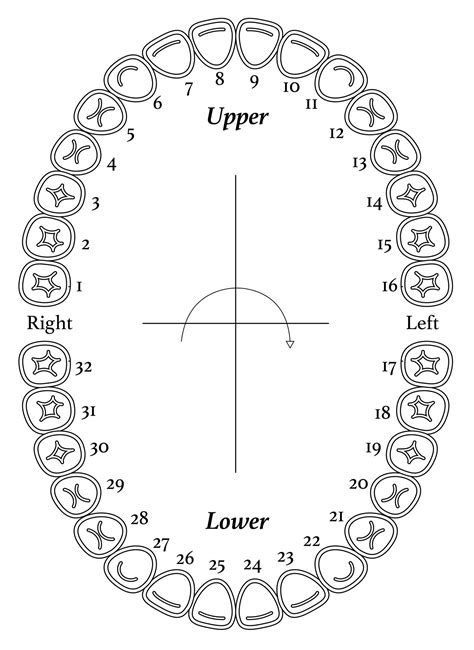 Free Printable Dental Tooth Chart