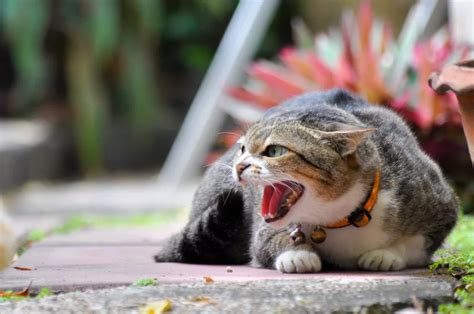 My Cat is Hissing: What Does it Mean? | Bottletree Animal Hospital