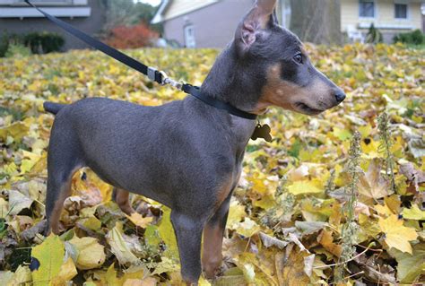 German Pinscher Info, Temperament, Puppies, Pictures