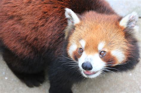 Love, Laughter, & Lottie Lee: Guangzhou Zoo Part I: The animals