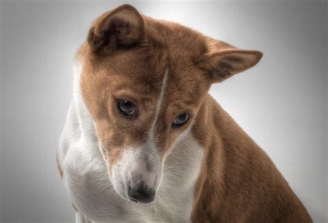 Basenji Pitbull mix | Pitsenji - Complete Guide - Your Dogs World