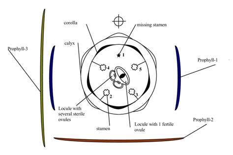 [DIAGRAM] Carnation Floral Diagram - MYDIAGRAM.ONLINE