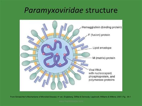 Paramyxovirus