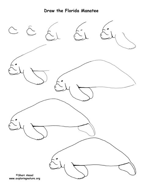 Manatee (Florida) Drawing Lesson