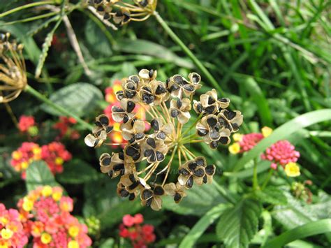 Lantana Seeds by StudioKMC on DeviantArt