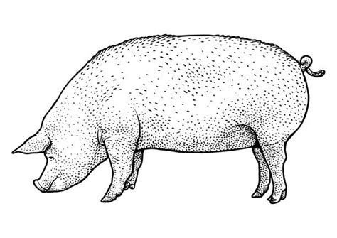 Pig Side View Illustrations, Royalty-Free Vector Graphics & Clip Art - iStock