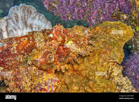 Synanceia verrucosa, the reef stonefish or just stonefish, is a species ...