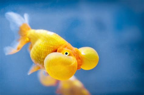 Bubble Eye Goldfish: All The Details On This Quirky Looking Goldfish - Badman's Tropical Fish