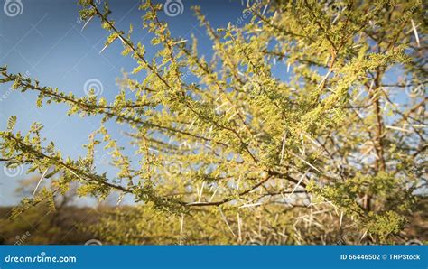 Acacia Tree Thorns stock photo. Image of acacia, spine - 66446502