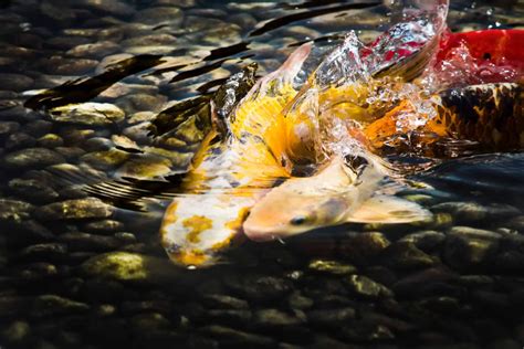 Will Your Koi Fish Breed? (Everything You Need To Know) - Pond Heaven