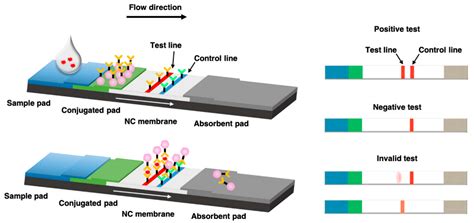 IJMS | Free Full-Text | Recent Trends in Lateral Flow Immunoassays with Optical Nanoparticles