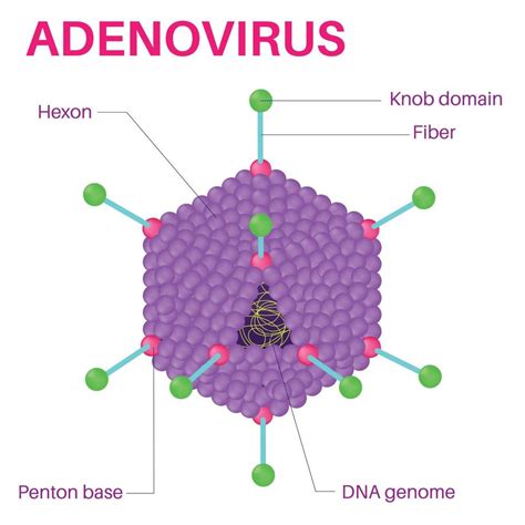 Structure Of The Adenovirus. 11595476 Vector Art at Vecteezy