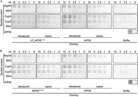 Dot blot analysis of the interaction between the catalytic and the... | Download Scientific Diagram