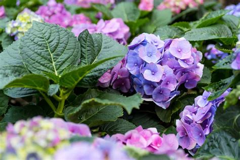 Common Hydrangea Pests and Diseases: Identification, Treatment ...