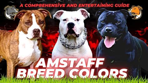 American Staffordshire Terrier (Amstaff) Breed Colors: A Comprehensive ...