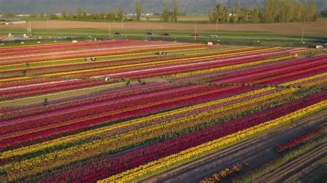 Aerial drone view of tulip flowers fields growing in crops. | Aerial ...