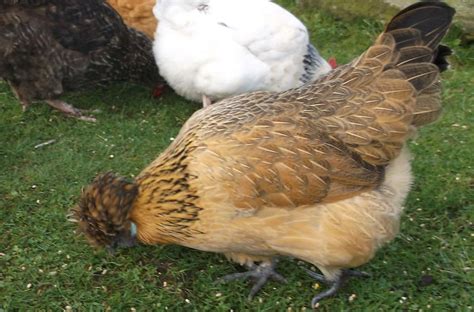 Broody Silkie chickens - Cluckin