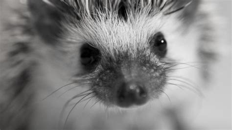 African Pygmy Hedgehog | African pygmy hedgehog, Pygmy hedgehog ...