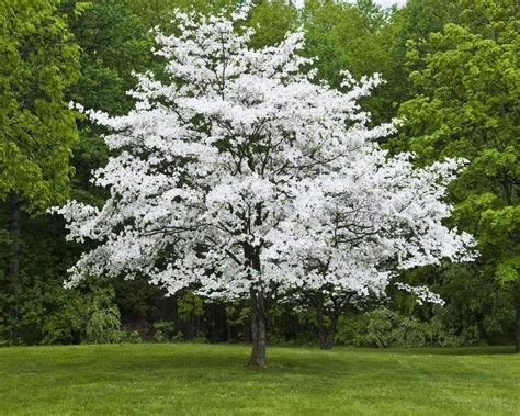 Cornus florida | Flowering Dogwood - Leafland Limited | Best Price | Buy Trees Online | Quality ...