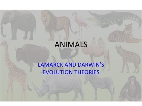 Giraffes Lamark vs Darwin