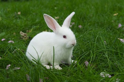 Florida White Rabbit Breed Information and Pictures - PetGuide.com ...