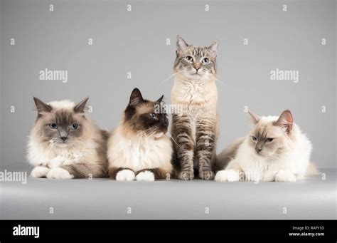 Domestic cats in the UK Stock Photo - Alamy