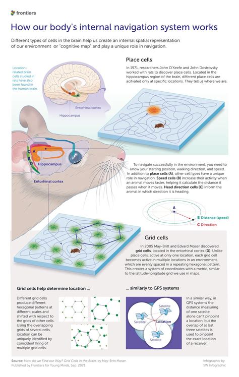 Infographic: How grid cells in the brain help us navigate the world - Science & research news ...