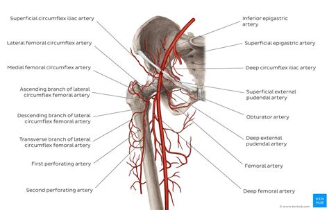 Femoral artery and its branches | Kenhub | Arteries, Branch, It branch