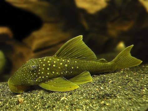 Green Phantom Pleco – Diapteron Shop