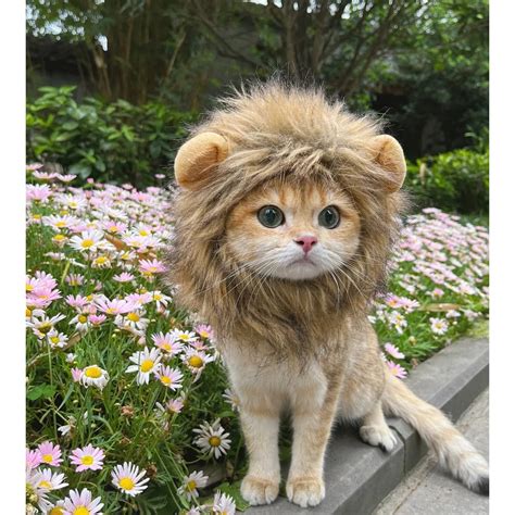 Lion Costumes For Cats