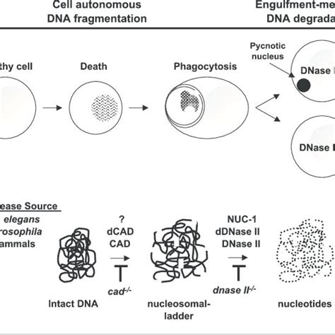 (PDF) DNase II: Genes, enzymes and function