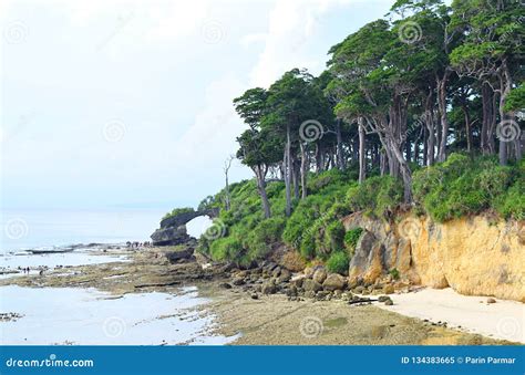 Littoral Forest At White Sandy Beach - Radhanagar Beach, Havelock ...