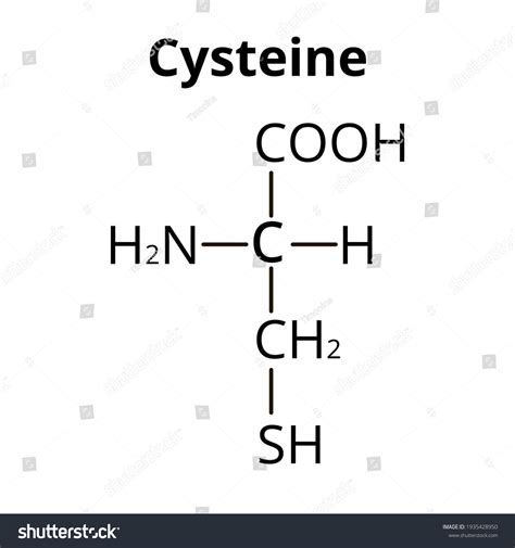 Amino Acid Cysteine Chemical Molecular Formula 库存矢量图（免版税）1935428950 ...