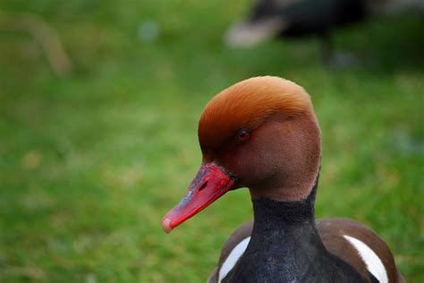 Pochard Free Stock Photo - Public Domain Pictures