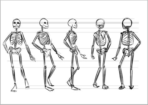 Human Skeleton Drawing Pose