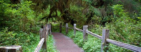 The Popular Hoh Rainforest Hike in Olympic National Park | 10Adventures