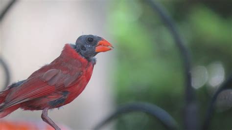 Saw something like this (not my photo) recently. A bald cardinal. What's the story here? More in ...