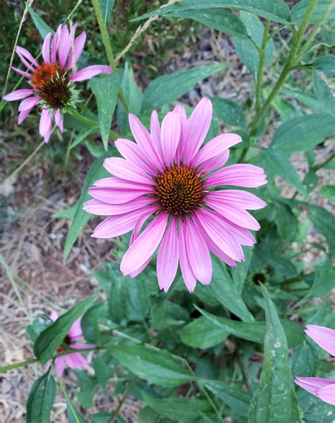 Echinacea purpurea, growing for cut flowers and pollinators